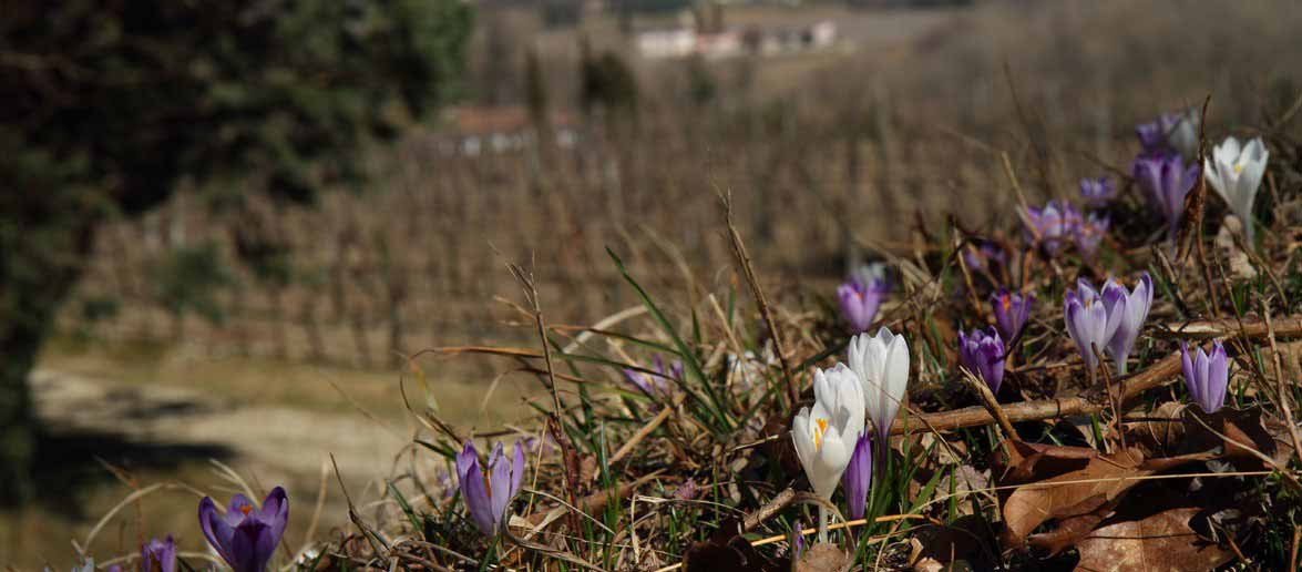 Azienda Agricola Nadalutti - Azienda Agricola, Vino, Friulano, Azienda Vinicola, Orsaria, Premariacco, Rosazzo, Vini, Vigna, agriturismo, degustazioni vini, vini di rosazzo