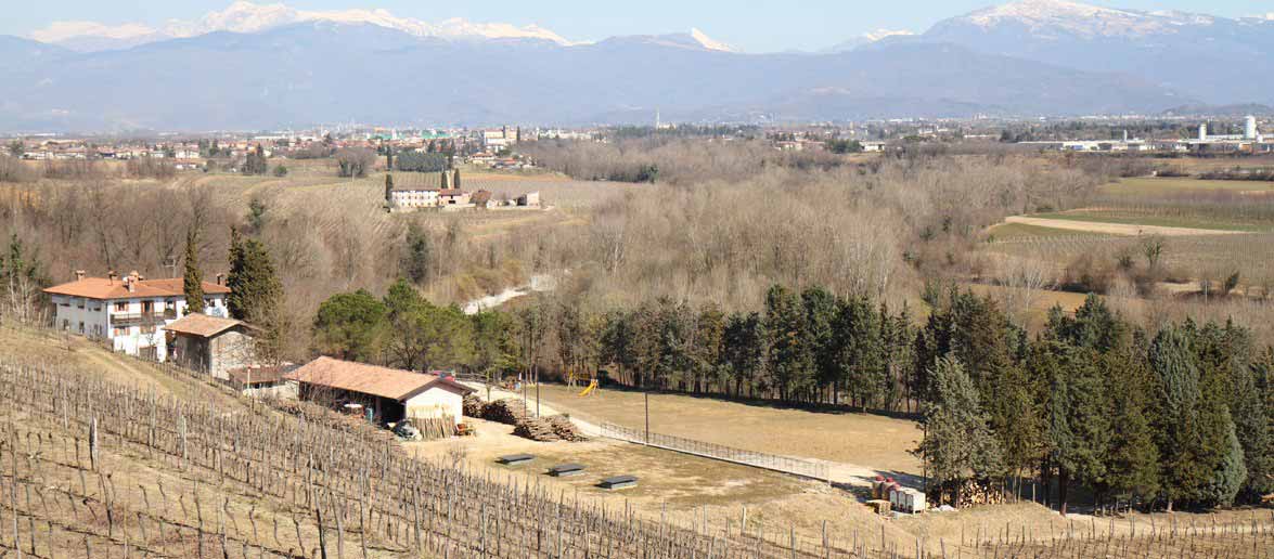 Azienda Agricola Nadalutti - Azienda Agricola, Vino, Friulano, Azienda Vinicola, Orsaria, Premariacco, Rosazzo, Vini, Vigna, agriturismo, degustazioni vini, vini di rosazzo: Vini