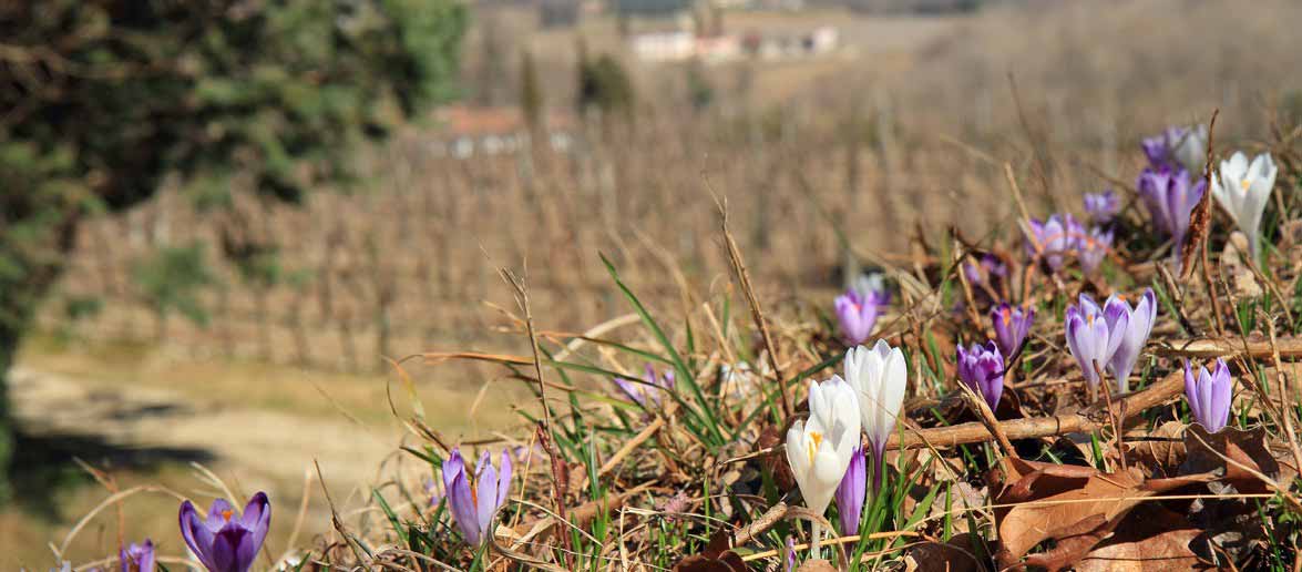 Azienda Agricola Nadalutti - Azienda Agricola, Vino, Friulano, Azienda Vinicola, Orsaria, Premariacco, Rosazzo, Vini, Vigna, agriturismo, degustazioni vini, vini di rosazzo