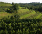 la vallata